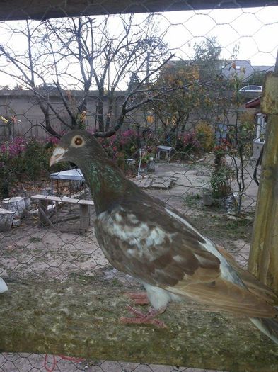 tardiv(se mai aprinde ) - 1 ABC PUI VOIAJORI octombrie 2015