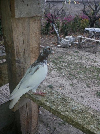 mulemans - 1 ABC PUI VOIAJORI octombrie 2015