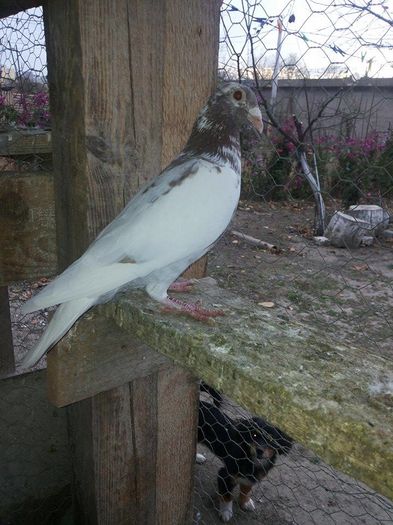 meulemans - 1 ABC PUI VOIAJORI octombrie 2015