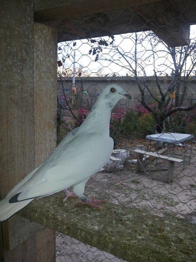 alb 3 - 1 ABC PUI VOIAJORI octombrie 2015