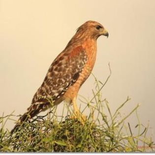 63670_ec7f652d7f4164894757cf59598cc5a2_mdsq - BIRDS