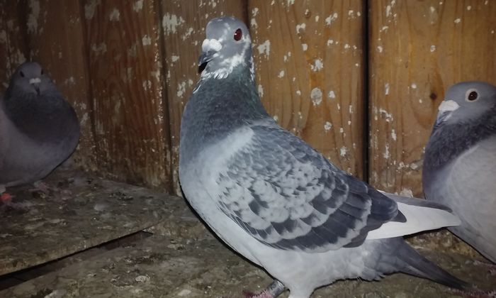 20151103_182402 - porumbei 2015