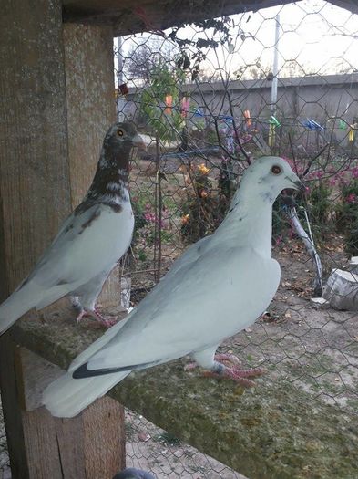 pui 2015 - 1 ABC PUI VOIAJORI octombrie 2015