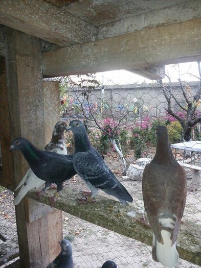 pui 2015 - 1 ABC PUI VOIAJORI octombrie 2015