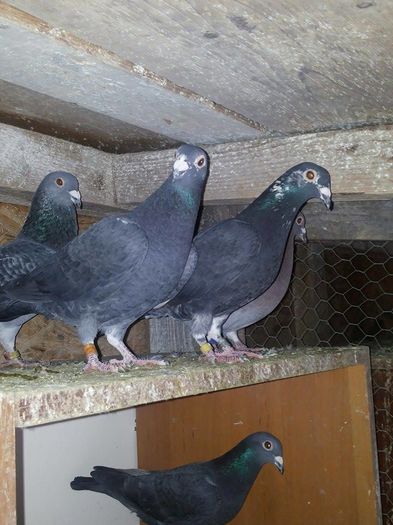 negri 2015 2 - 1 ABC PUI VOIAJORI octombrie 2015