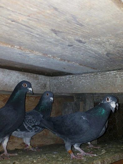 negri 2015 3 - 1 ABC PUI VOIAJORI octombrie 2015