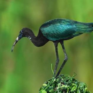 63800_bd601bad90c6fc75888c7237d902bfeb_mdsq - BIRDS