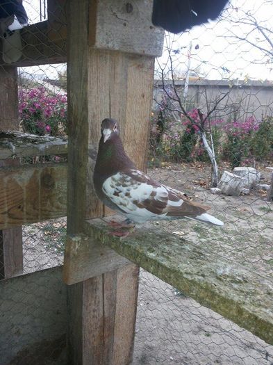 puii 2015 - 1 ABC PUI VOIAJORI octombrie 2015