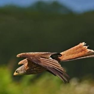 63975_7224a5b4707997074a74ebbc97a0af93_mdsq - BIRDS