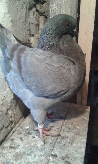 20151121_153953 - Kingi