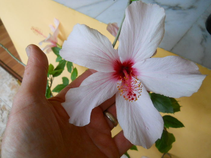 DSCN0618 - Flori apartament