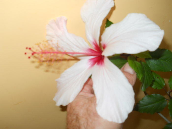 DSCN0619 - Flori apartament