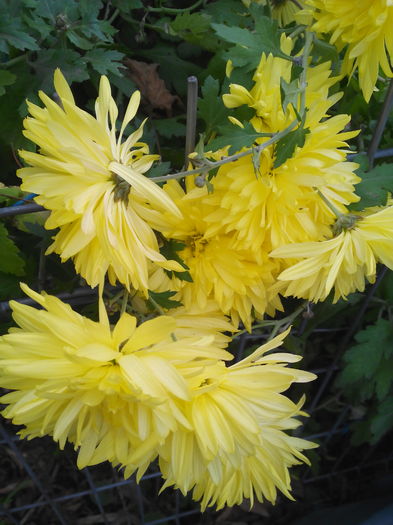 IMG_20151121_080618 - Crizantemele mele 2015 octombrie