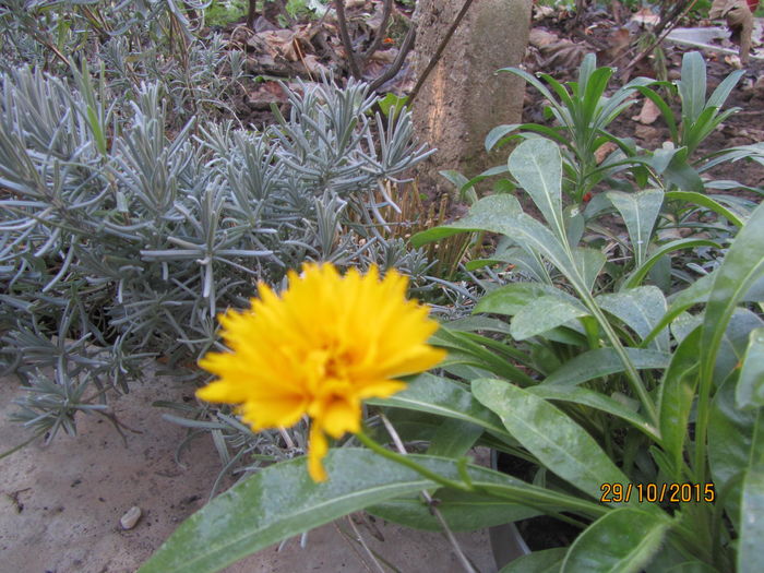 Coreopsis grandiflora batut(nu cu batul)