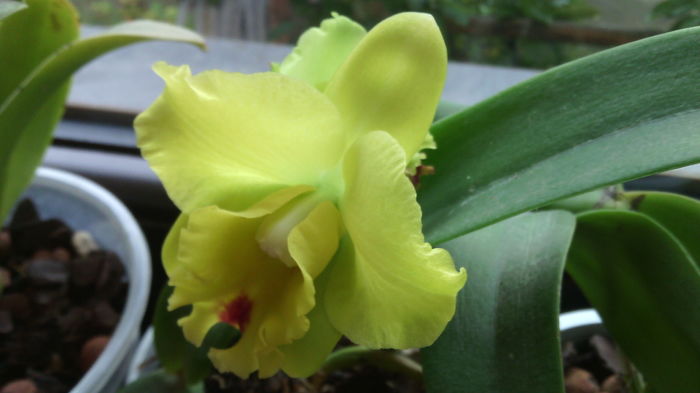 IMG_20151020_155024 - Cattleya-Epicattleya-Laelia
