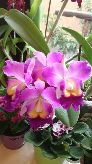 IMG_20151020_154832 - Cattleya-Epicattleya-Laelia