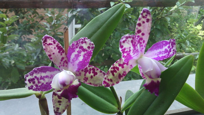 IMG_20151020_155003 - Cattleya-Epicattleya-Laelia