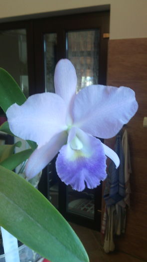 IMG_20151111_091022 - Cattleya-Epicattleya-Laelia