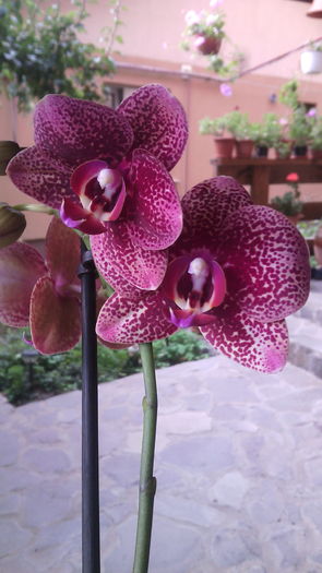 IMG_20150830_103053 - Phalaenopsis1