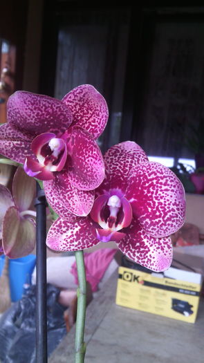 IMG_20150830_103135 - Phalaenopsis1