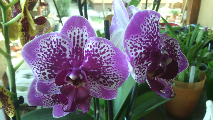 IMG_20150831_150351 - Phalaenopsis1