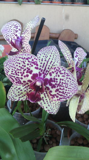 IMG_20150831_150414 - Phalaenopsis1