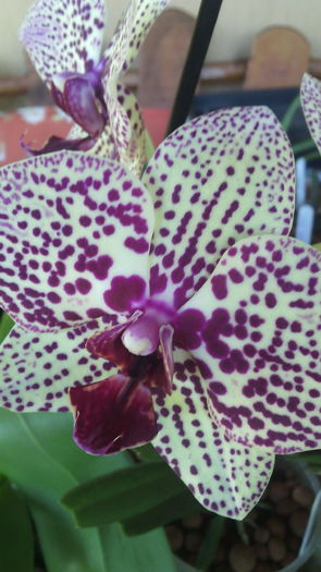IMG_20150831_150444 - Phalaenopsis1