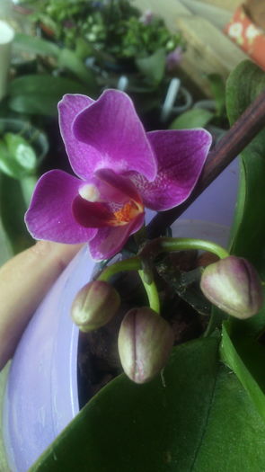 IMG_20150901_184434 - Phalaenopsis1