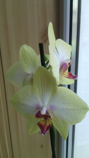 IMG_20151030_112749 - Phalaenopsis1