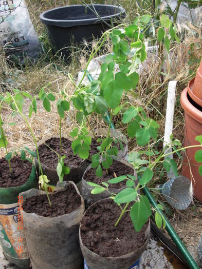 Moringa Oleifera Arborele Vietii - Gradina Casa si Plante Rare sau Deosebite pentru Sanatate2
