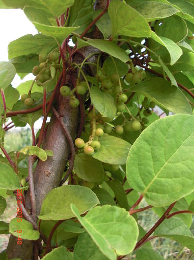 Schisandra 28iunie - Gradina Casa si Plante Rare sau Deosebite pentru Sanatate2