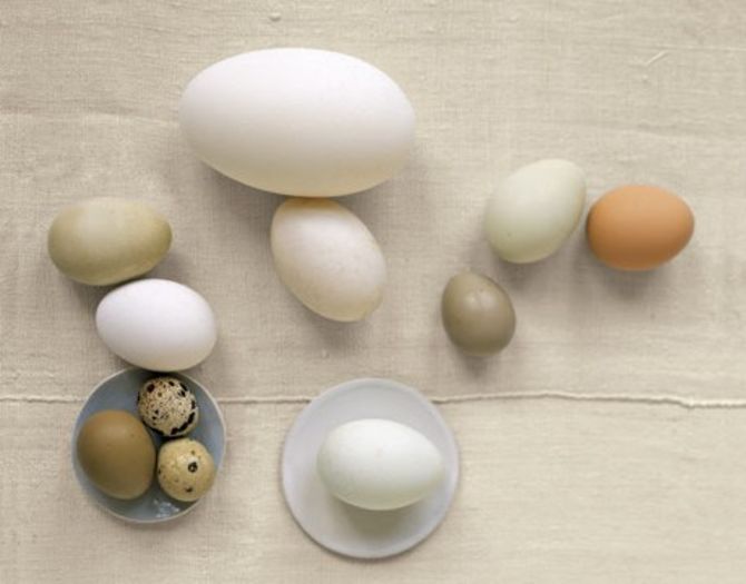 diferite-oua - oua de pasari de curte si salbatice salbatice