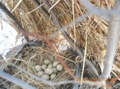 fazan - oua de pasari de curte si salbatice salbatice