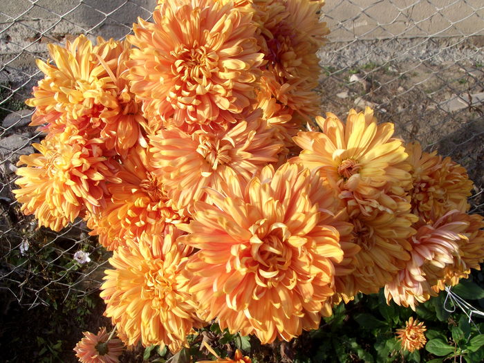 crizanteme portocaliu 1 - flori in gradina