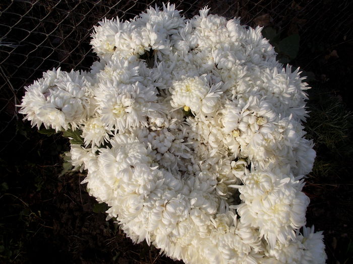 crizanteme white olymp - flori in gradina
