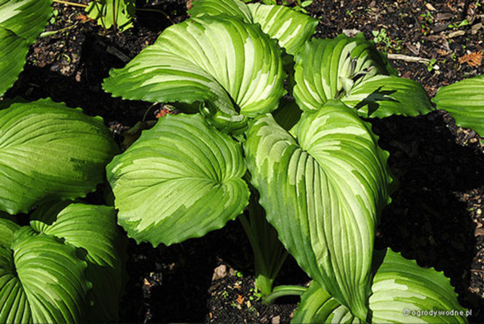 hosta War Paint - j colectie hemerocallis hosta hortensii