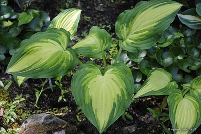 Hosta 'Lakeside Love Affair' - j colectie hemerocallis hosta hortensii