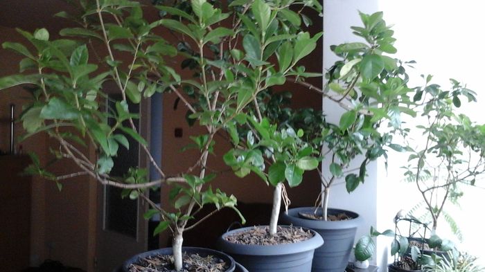 20151122_095736 - Gardenia