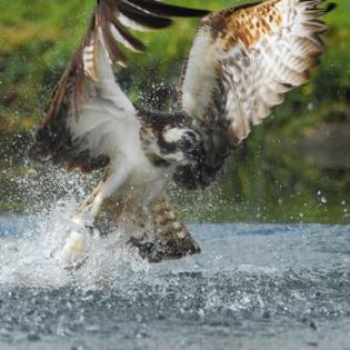 64517_a585dc97f4097e1cbcff462d219207ac_mdsq - BIRDS