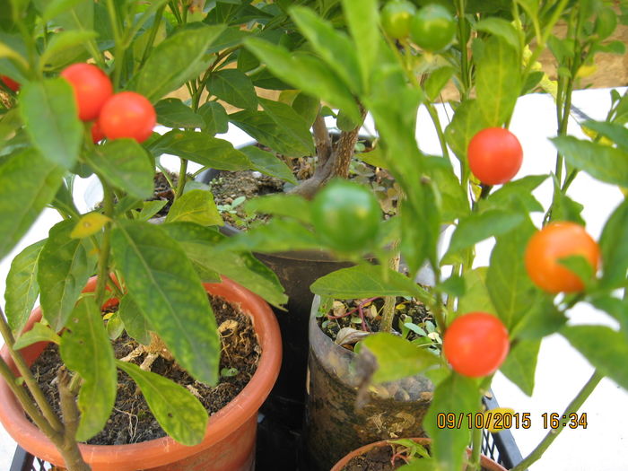 Picture 4767 - Solanum Pseudocapsicum