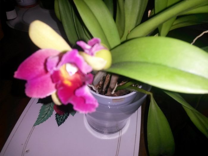 cattleya galben cu mov 2015.11.21