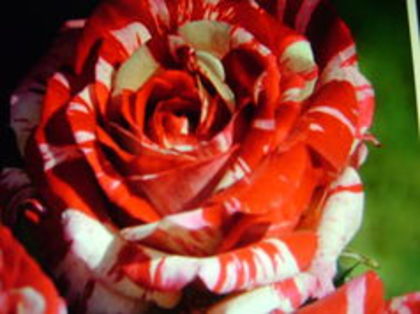 Folbala floribunda - Dorinte unele din ele 2015 -11-15