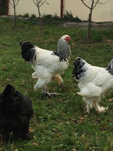 image - 2016 Brahma Herminat Deschis
