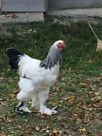 image - 2016 Brahma Herminat Deschis