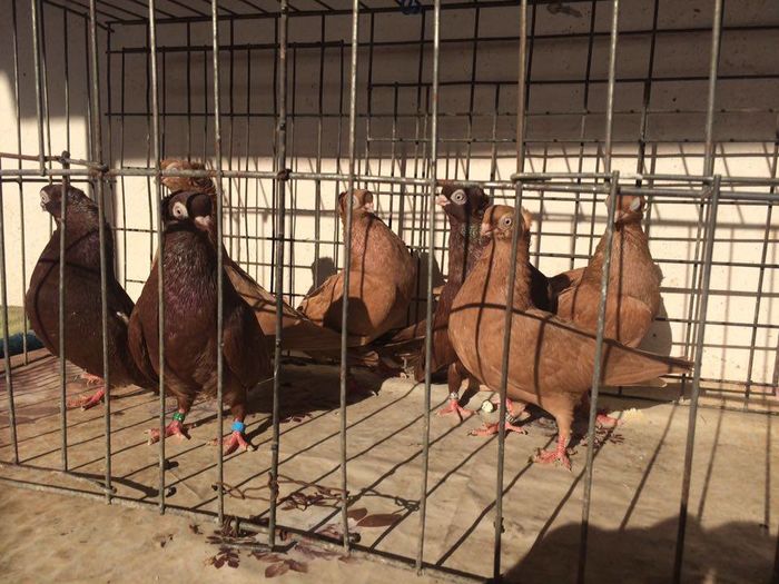 12233065_922486957835546_1901737768_n