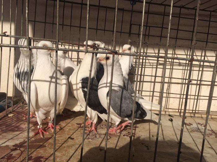 12233518_922487021168873_505708111_n