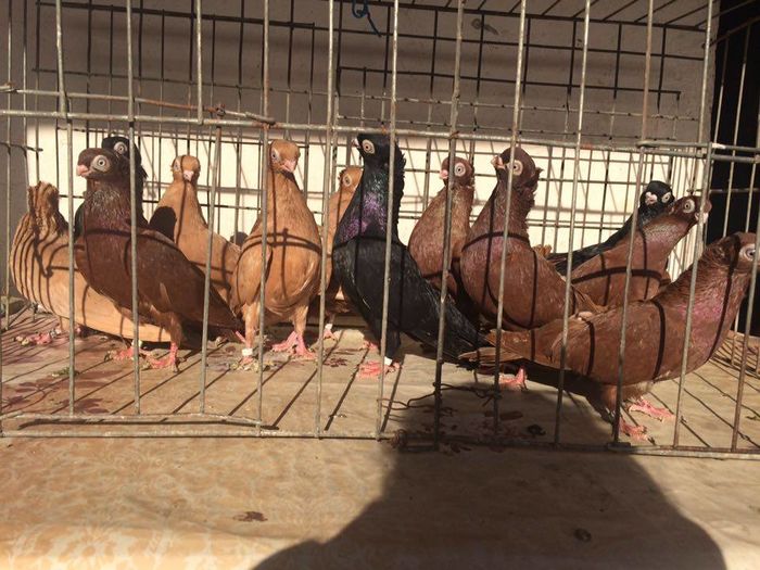 tineret 2015 mascul + femele