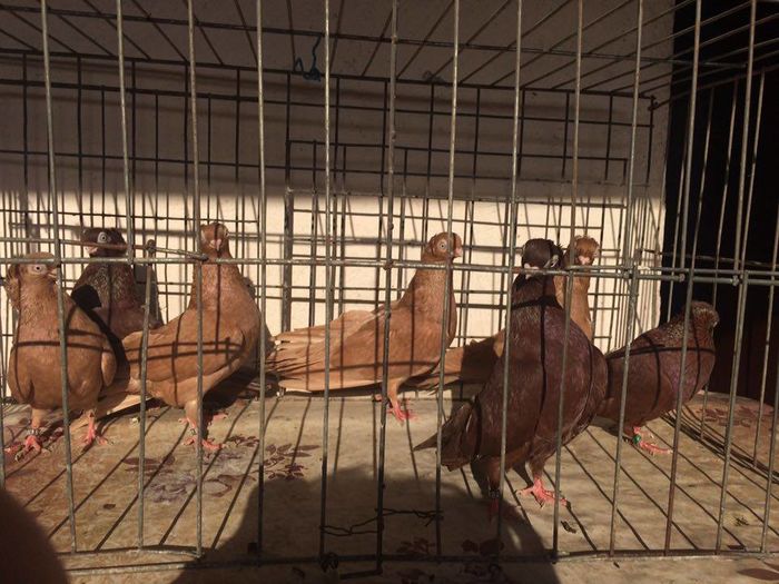 12270018_922486937835548_515809842_n