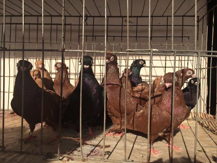 tineret 2015 mascul + femele