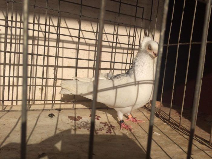 12270357_922487114502197_130070889_n